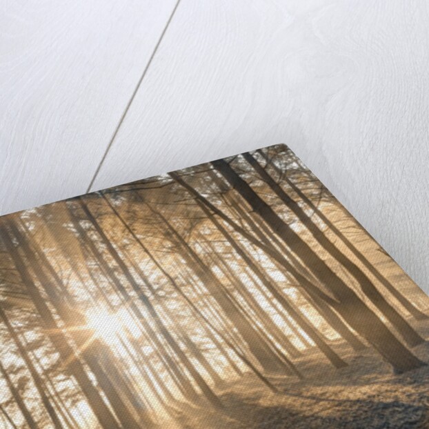 Misty forest with sunrays by Assaf Frank